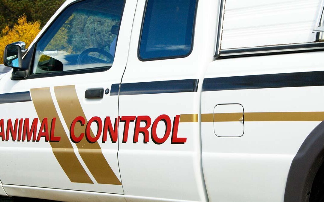 Concerns About Local Animal Control Services