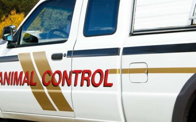 Concerns About Local Animal Control Services