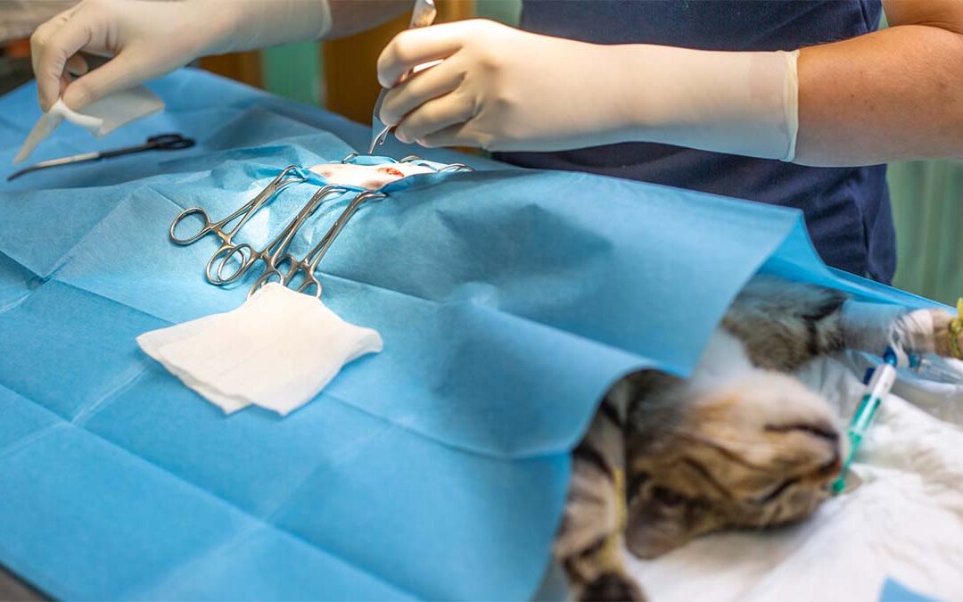 FixYour.Pet: A Community Campaign for Spay & Neuter